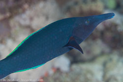 BD-120424-Marsa-Alam-6313-Gomphosus-caeruleus.-Lacepède.-1801-[Green-birdmouth-wrasse].jpg